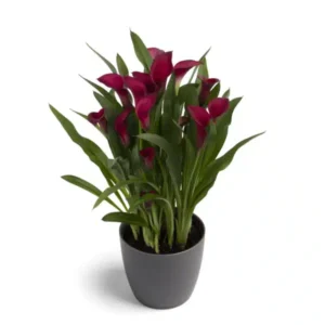 Zantedeschia - Callafornia Red - 1 bulb