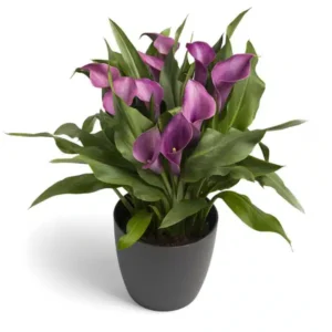 Zantedeschia - Grape Velvet - 1 bulb