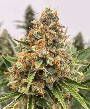 Banjerine Feminised Seed