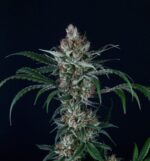 Blue Cheese Clone