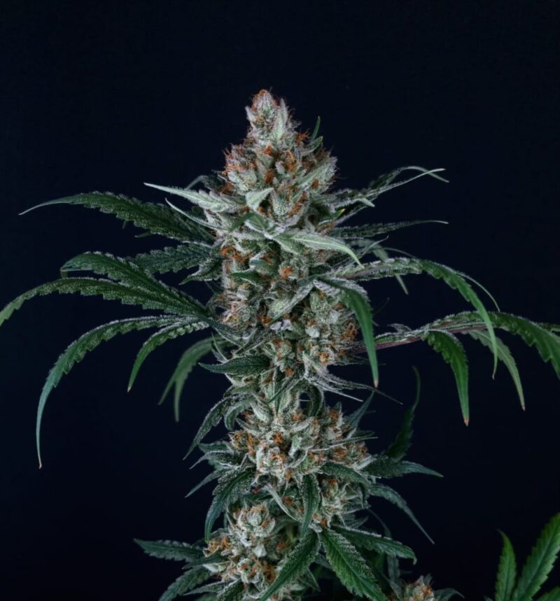 Blue Cheese Clone