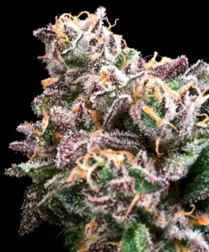 Crazy Train Feminised Seed