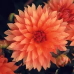 Dahlia Border - Autumn Fairy