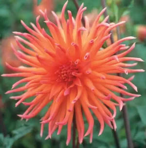 Dahlia Cactus - Colour Spectacle - 1 Tubers