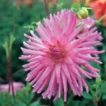 Dahlia Cactus - Lilac Veil - 1 Tubers