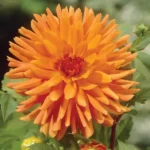 Dahlia Cactus - Orange - 2