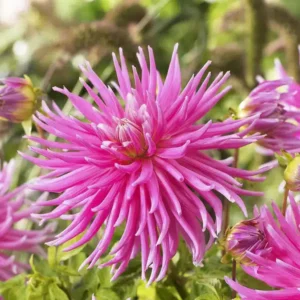 Dahlia Cactus - Pink - 2 Tubers