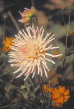 Dahlia Cactus - Preference - 1 Tubers