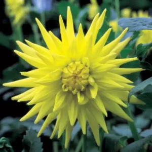 Dahlia Cactus - Yellow - 2 Tubers