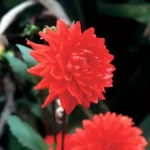 Dahlia Decorative - Eclat - 1 Tuber