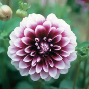 Dahlia Decorative - Edinburgh - 1 Tubers