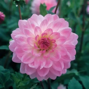 Dahlia Decorative - Nepos - 1 Tubers