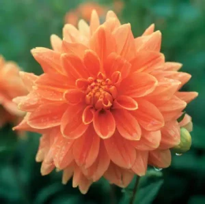 Dahlia Decorative - Orange - 2 Tubers