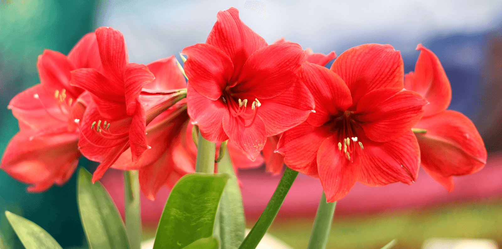 Growing and Caring for Amaryllis