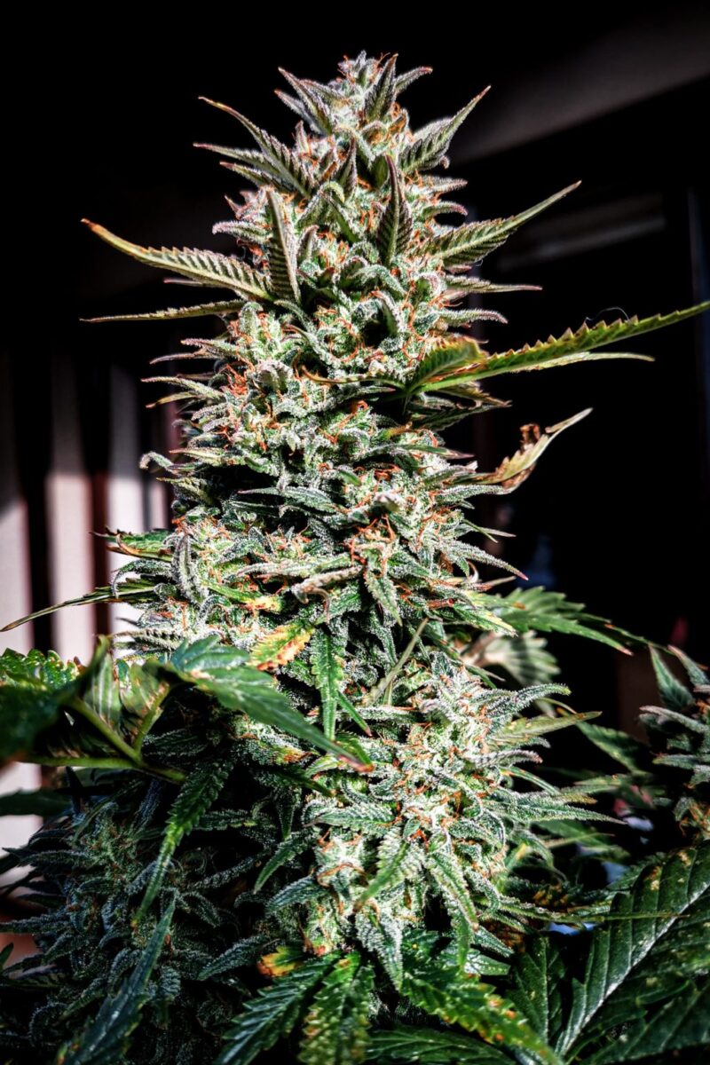 Kamikaze Feminised Autoflower Bay Seeds Flower