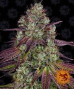 MIMOSA EVO feminised seed cannabis