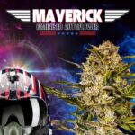 Maverick Fem Auto Bay Seeds Cannabis