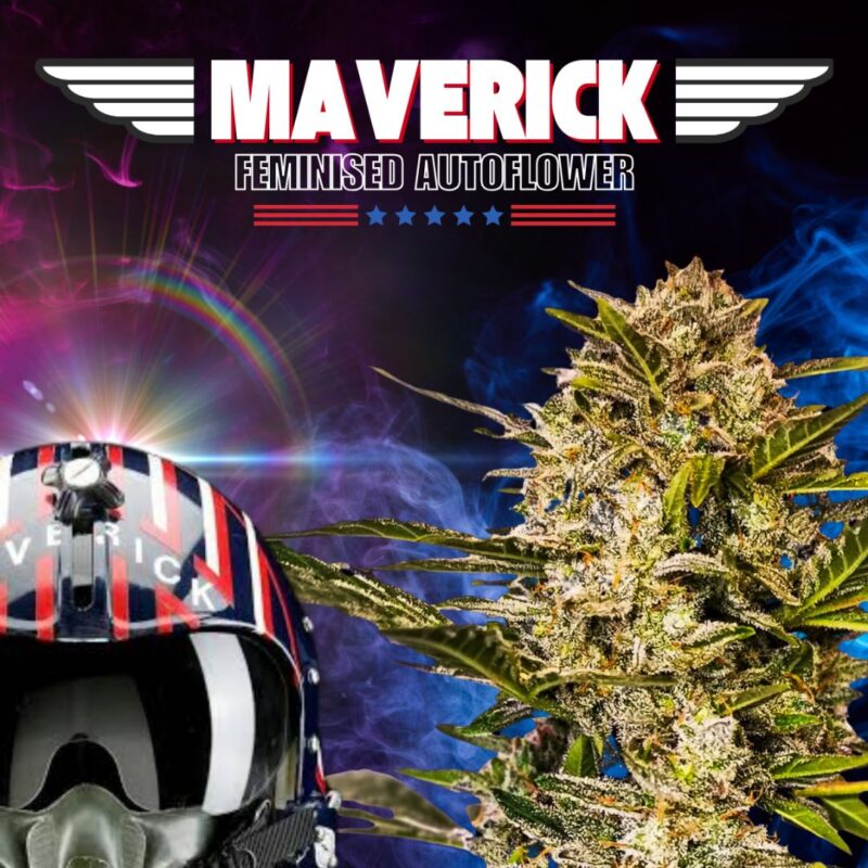 Maverick Fem Auto Bay Seeds Cannabis