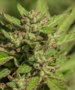 Mendo Breath Feminised Seed