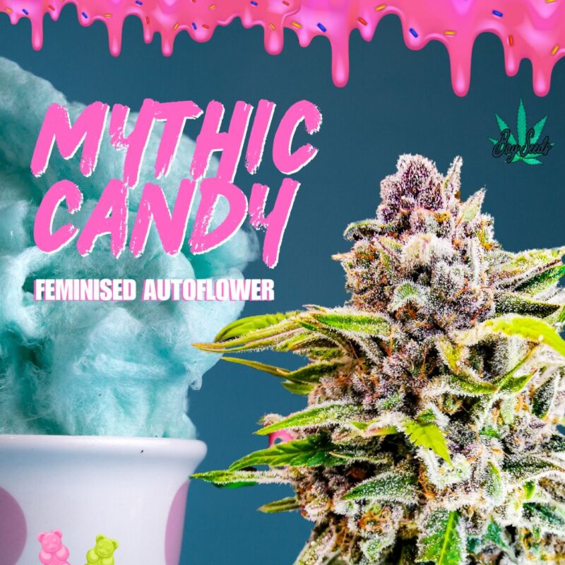 Mythic Candy Fem Auto Bay Seeds Cannabis