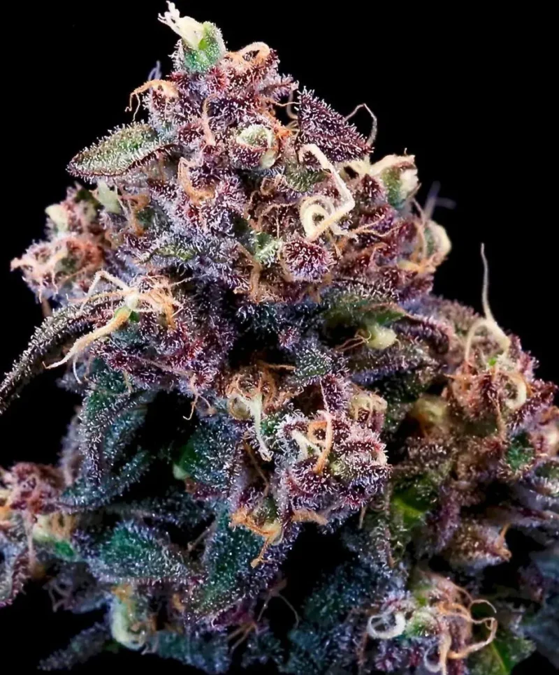 Outer Space Cake Feminised Seed