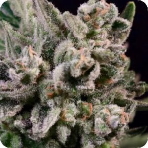 Peanut Butter Breath Fast Seed