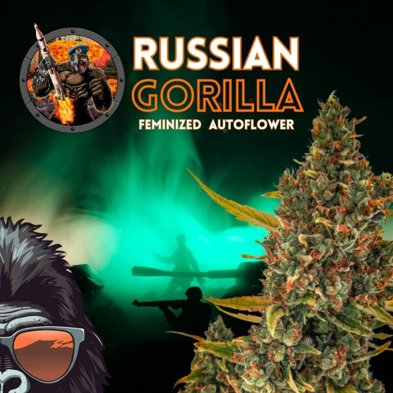 Russian Gorilla Fem Auto Bay Seeds Cannabis