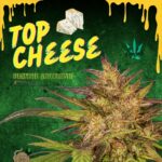 Top Cheese Fem Auto Bay Seeds Cannabis