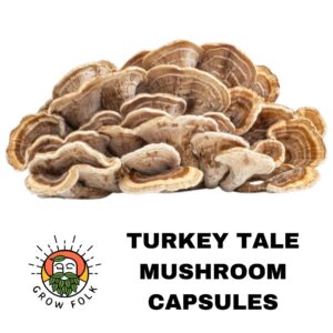 Turkey Tail Mushroom Capsules