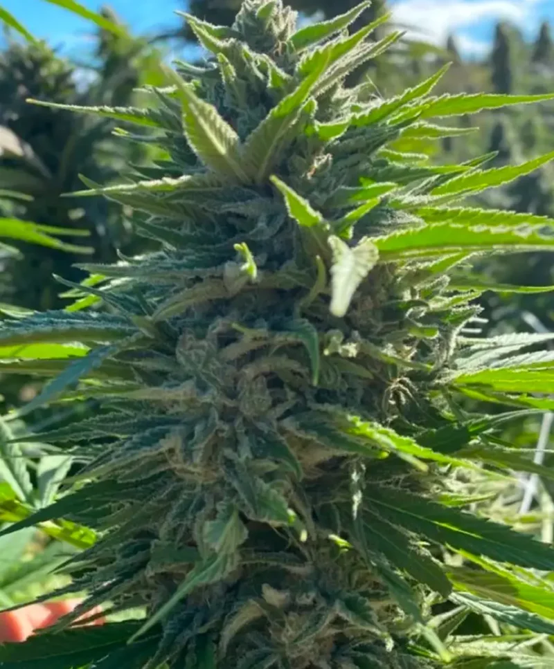 Wedding Cake Auto Seed