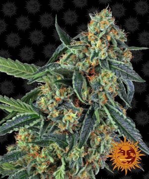 cookies kush feminised seed cannabis