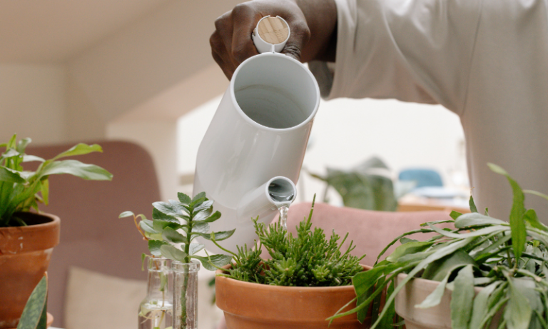 Seeds and plants