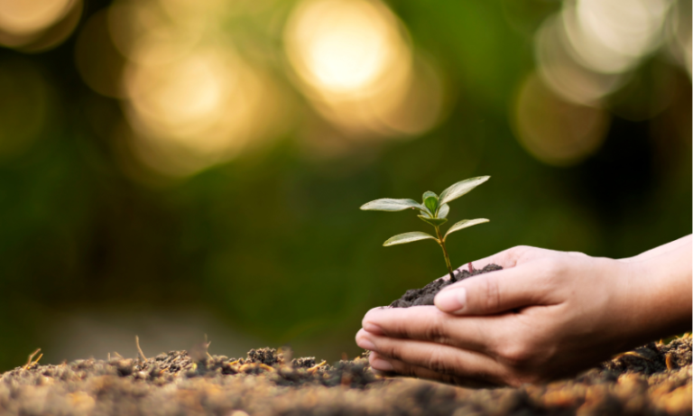 Plant care