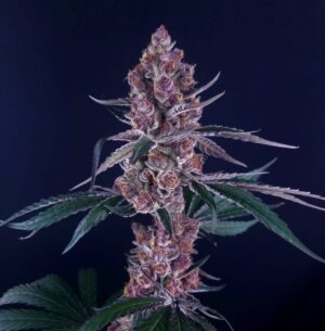 Superberry - Blockberry Superboof x Slurricane IX Clone