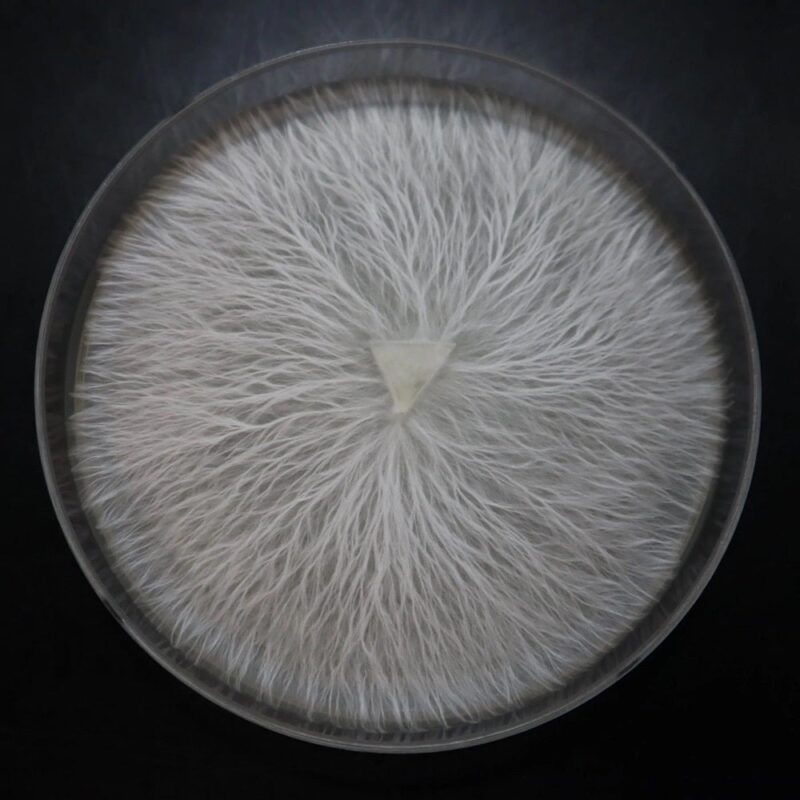 mushroom culture agar petri south africa 1