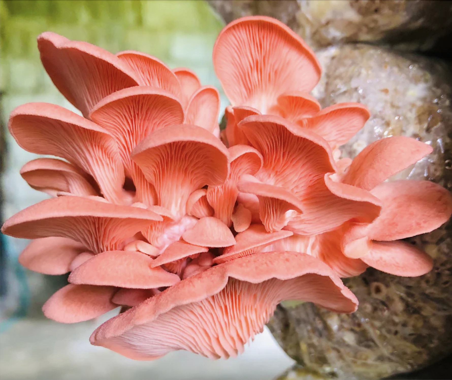 Pink Oyster Mushroom