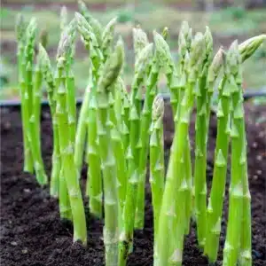 Asparagus UC157 - 7 Pieces