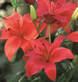 Lilium Asiatic Orange Red - 5 Bulbs