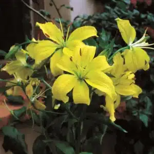 Lilium Asiatic Yellow - 5 Bulbs