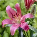 Lilium Asiflorum Pink - 5 Bulbs