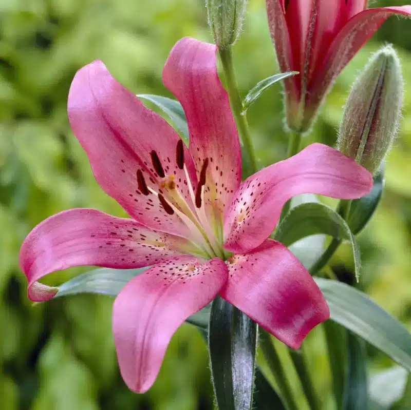 Lilium Asiflorum Pink - 5 Bulbs