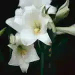 Lilium Longiflorum 'Snow Queen' (White) - 5 Bulbs