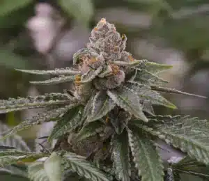 Biscotti - Clone