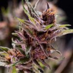 Black Cherry Punch - Feminised - 5 +2 pack