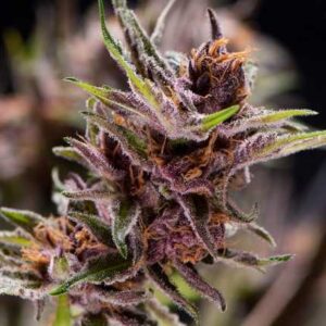 Black Cherry Punch - Feminised - 5 +2 pack