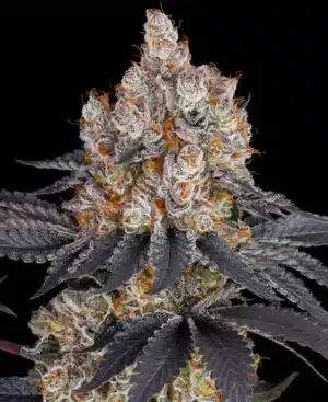 Gelato - Clone