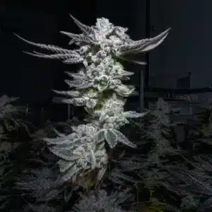 Jungle Cake - Clone