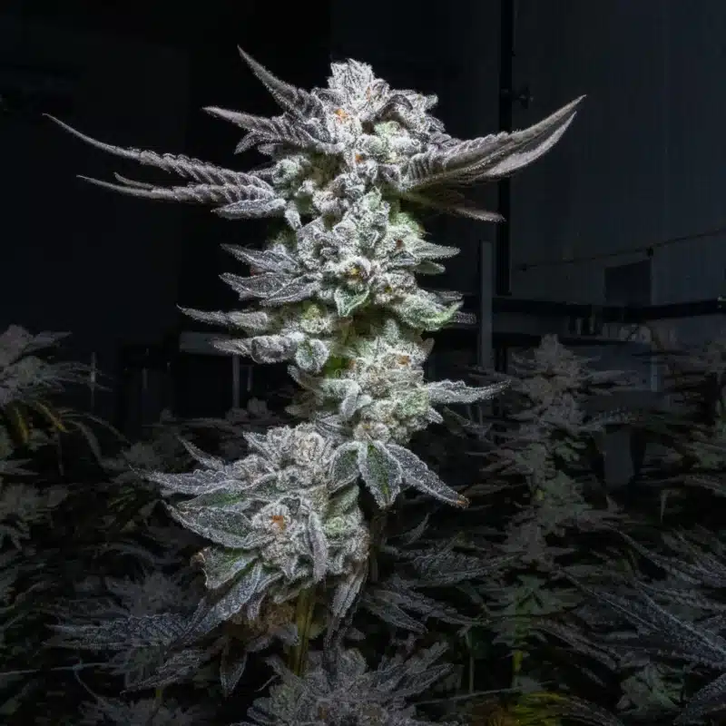Jungle Cake - Clone