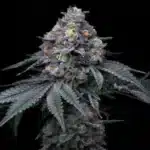 Blackberry Moonrocks - Clone