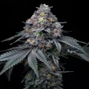 Blackberry Moonrocks - Clone